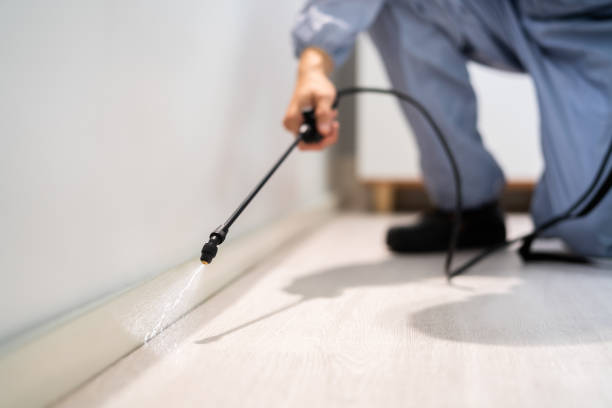 Certified termite inspector examining foundation in Molalla